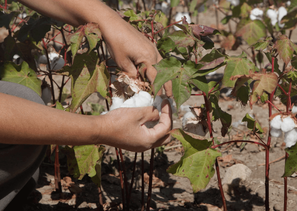 cotton harvest