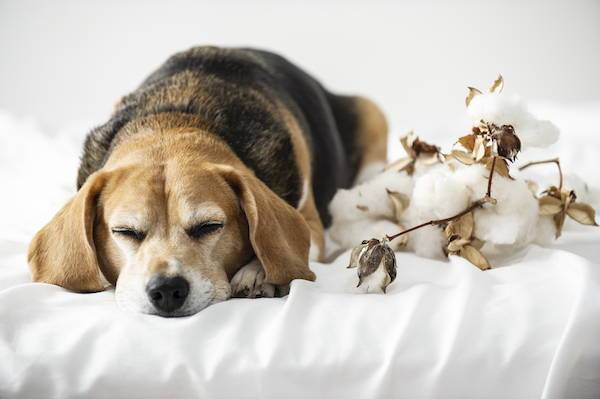 Cute dog sleeping with cotton